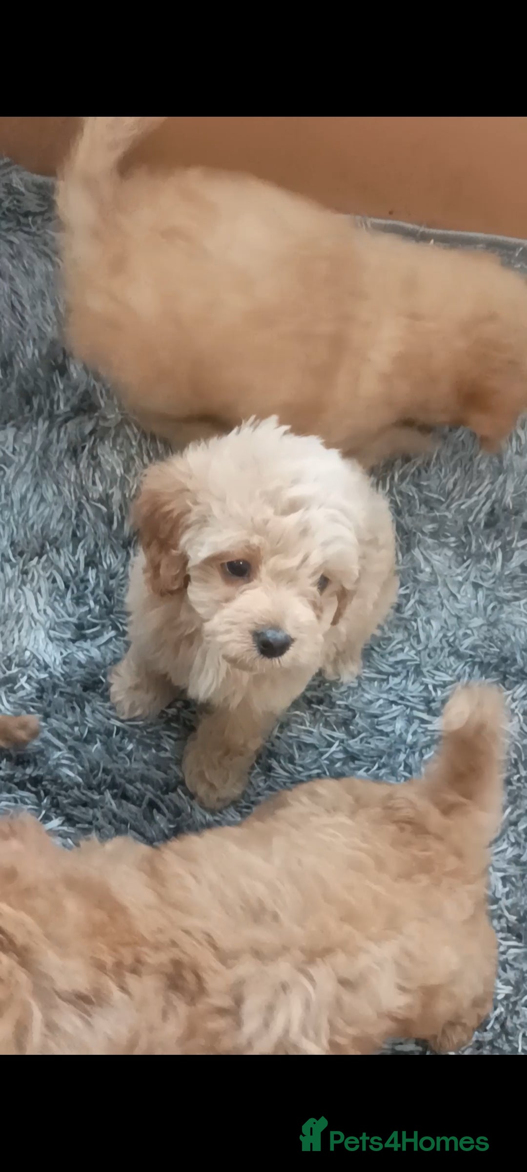 Cavapoo dogs for sale: Cavapoo puppies  - Image 11