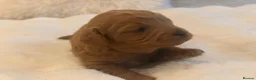 Cavapoo dogs for sale: Beautiful F1B Cavapoo Puppies  in Bradford - Advert 9