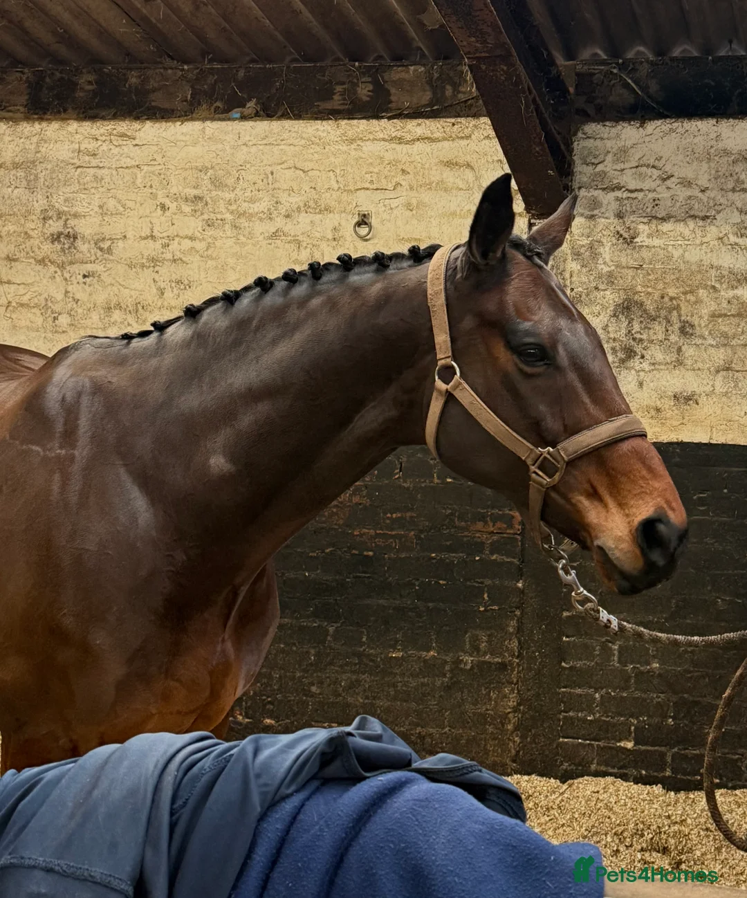 English Thoroughbred horses for sale: Very sad sale , roscoe 16hh bay gelding  - Advert 2