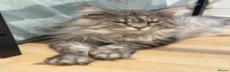 Maine Coon cats for sale: 🤍 Exceptional Polydactyl Champion Lines MC in Sidcup - Advert 9