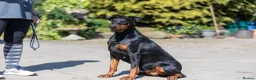 Dobermann dogs for sale: Outstanding KC Reg Dobermann Pups Rust and Black  - Advert 7