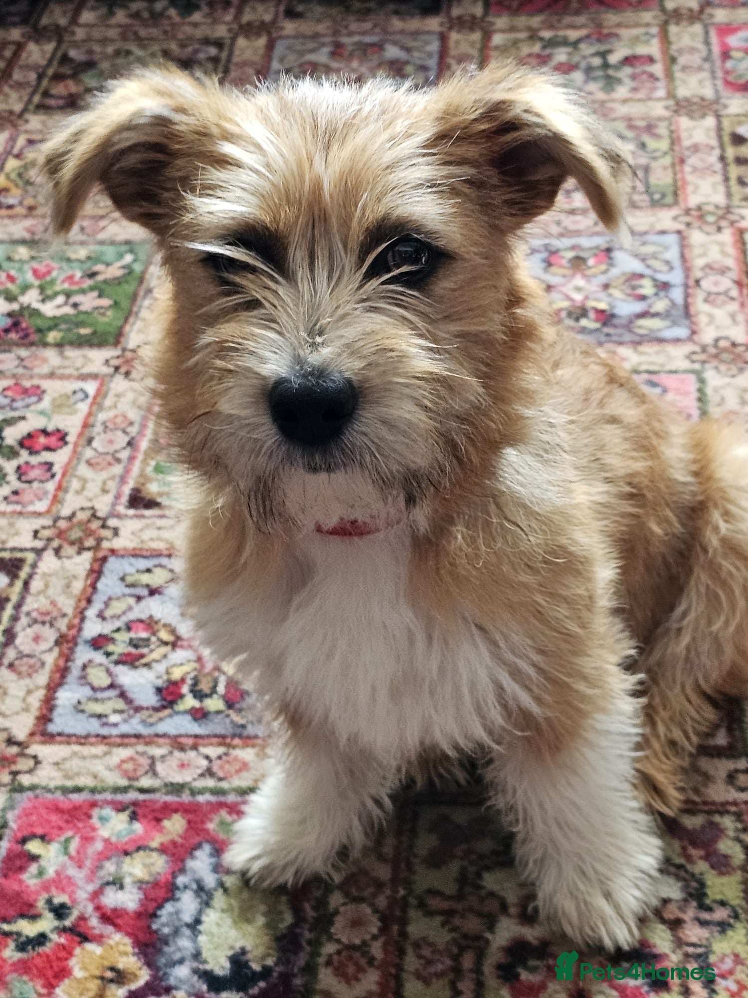Mixed Breed dogs Reeva - Advert 1