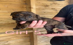 Presa Canario dogs for sale: Presa Canario  - Image 10