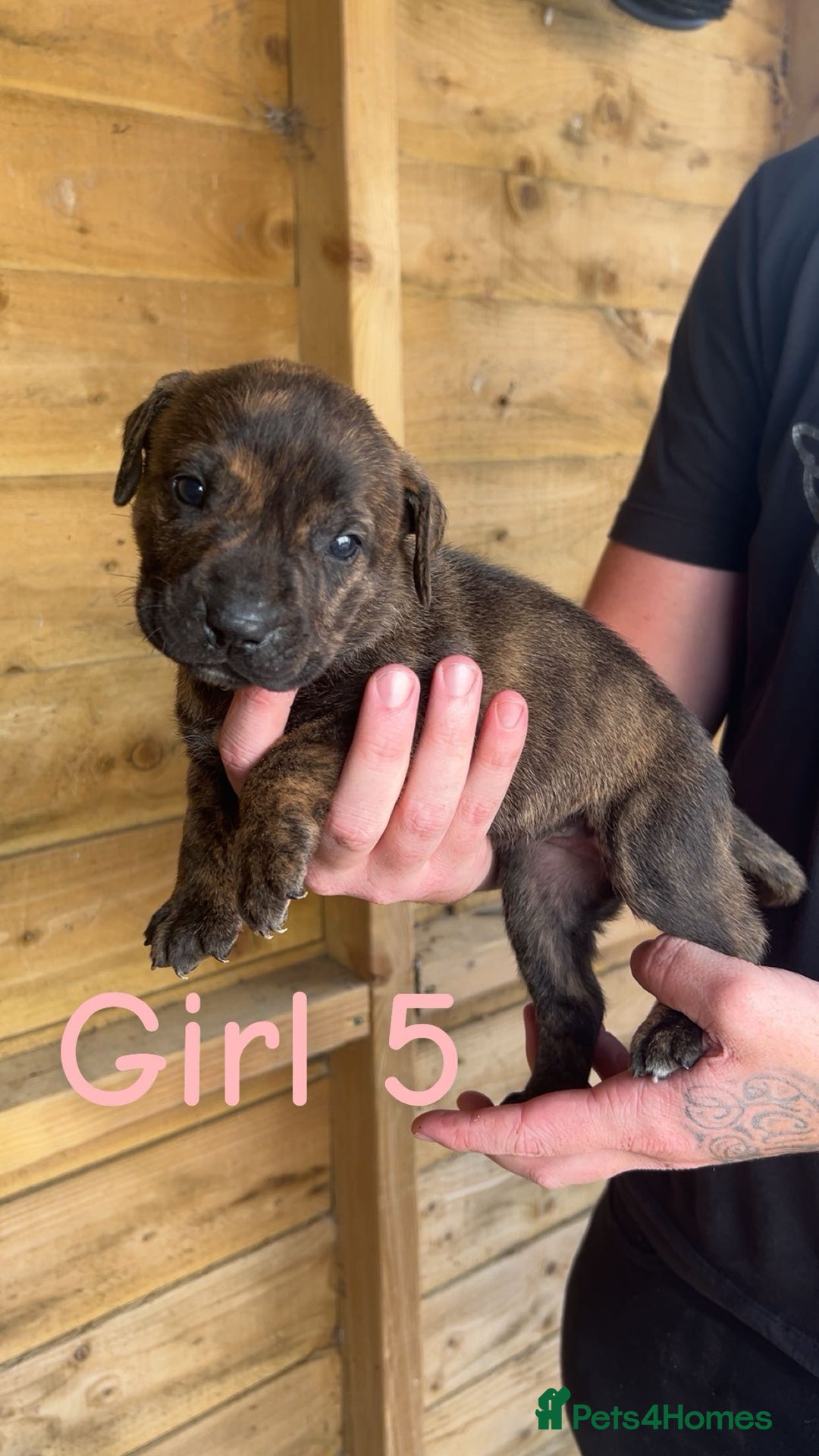 Presa Canario dogs for sale: Presa Canario  - Image 10