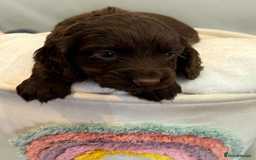 Cocker Spaniel dogs for sale: Cocker spaniel pups KC REG & COUNCIL LICENSED  - Image 18