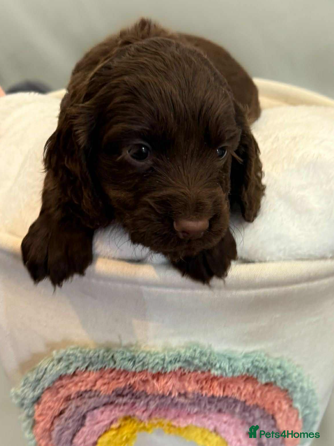 Cocker Spaniel dogs for sale: Cocker spaniel pups KC REG & COUNCIL LICENSED  - Image 18