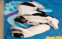 Fox Terrier dogs for sale: Gorgeous Wire Fox Terrier Pups Available. - Image 1