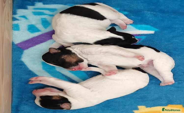 Fox Terrier dogs - Advert 1
