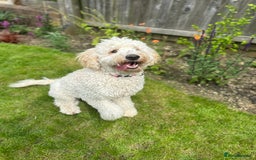 Goldendoodle dogs for sale: Beautiful Goldendoodle - Image 5