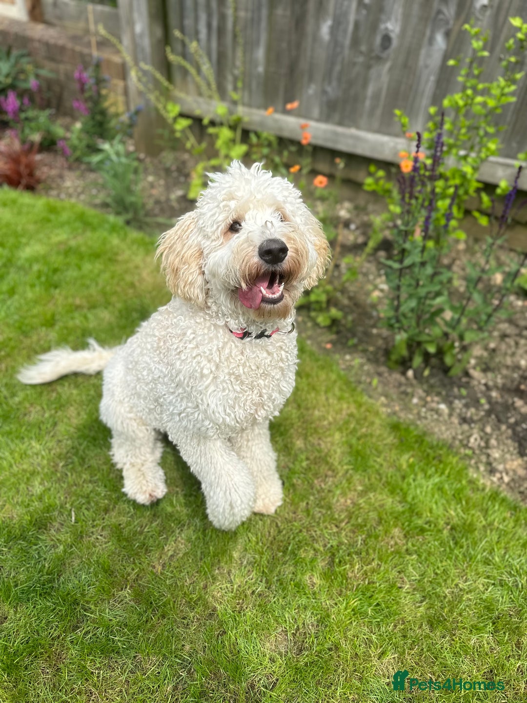 Goldendoodle dogs for sale: Beautiful Goldendoodle - Image 5