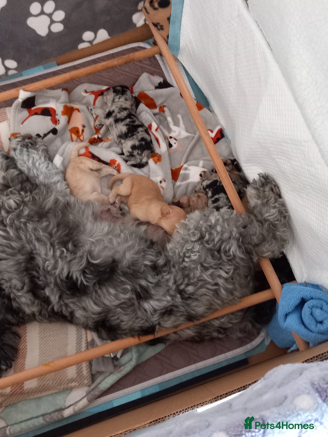 Cockapoo dogs for sale: Cockapoo puppies! - Image 8
