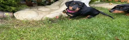 Miniature Dachshund dogs for sale: Miniature short haired Dachshund Puppy’s - Advert 25