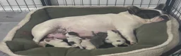 French Bulldog dogs for sale: Stunning KC Reg Pied French Bulldogs  - Advert 3