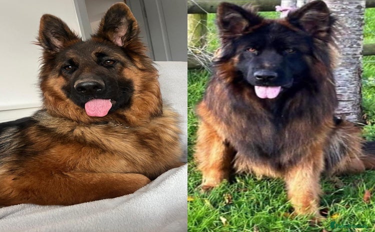 German Shepherd dogs - Advert 1