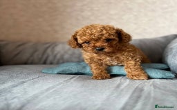 Toy Poodle dogs for sale: Beautiful Red Toy Poodle puppies  - Image 7