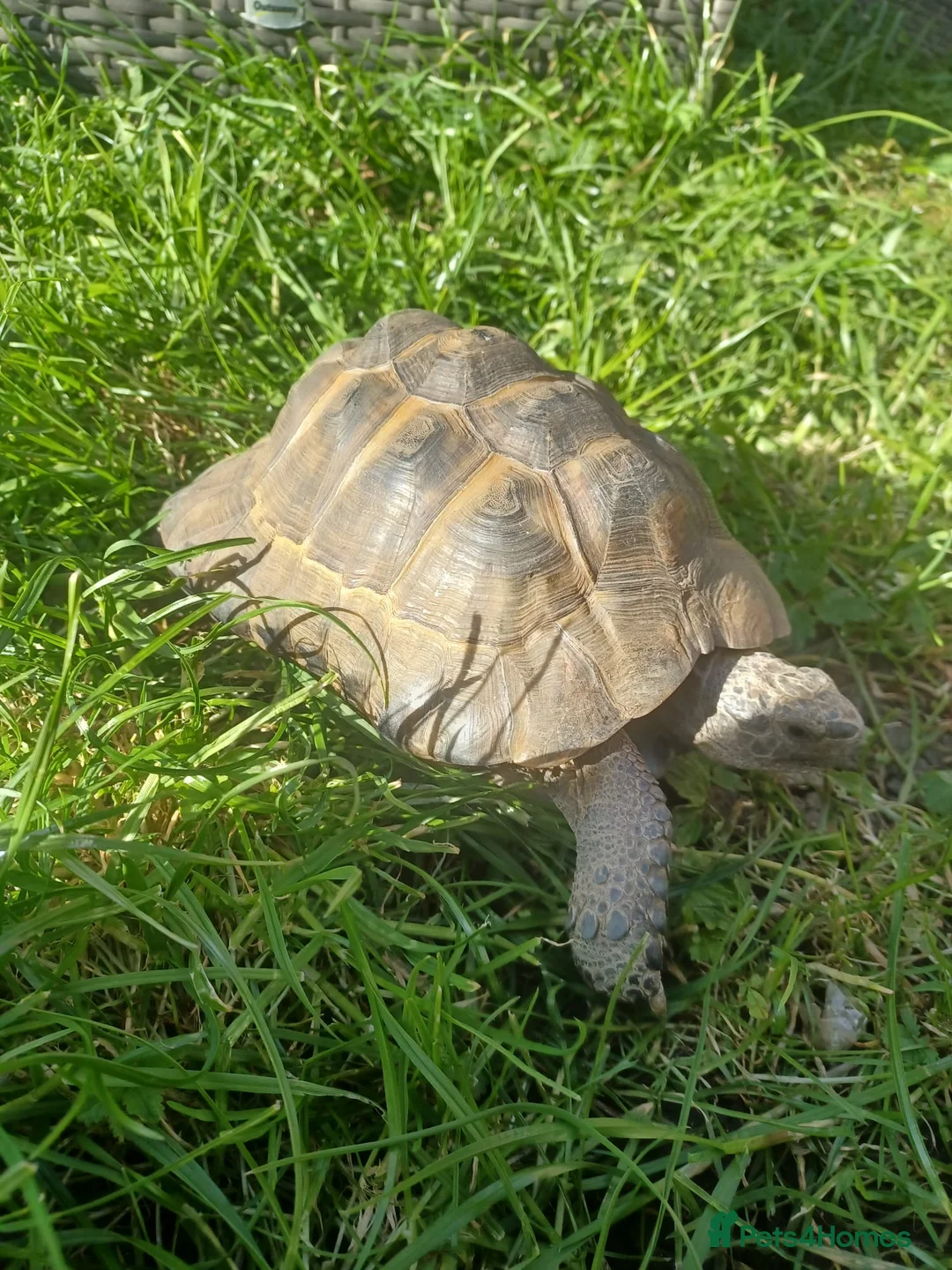 Hermann Tortoise reptiles for sale: Herman tortoise for sale - Advert 1