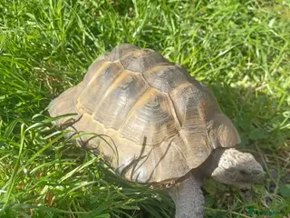 Hermann Tortoise reptiles Herman tortoise for sale - Advert 1