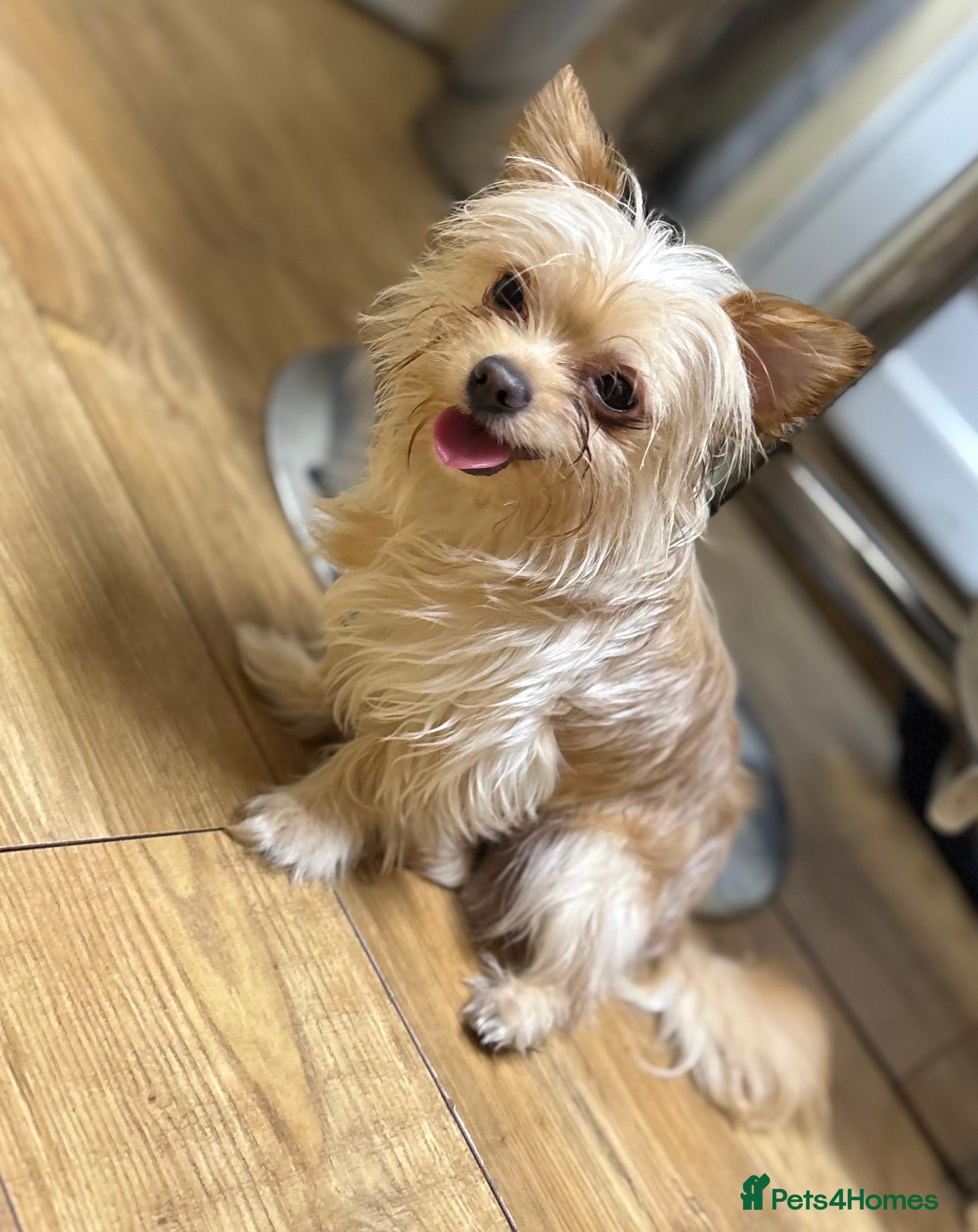 Yorkshire Terrier dogs Miniature yorkshire terrier - Advert 7