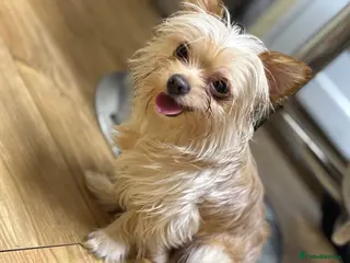 Yorkshire Terrier dogs Miniature yorkshire terrier - Advert 7