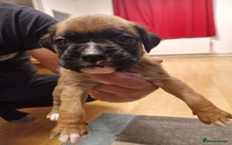 Boxer dogs for sale: Beautiful litter of KC reg bobtail boxer pups - Image 31