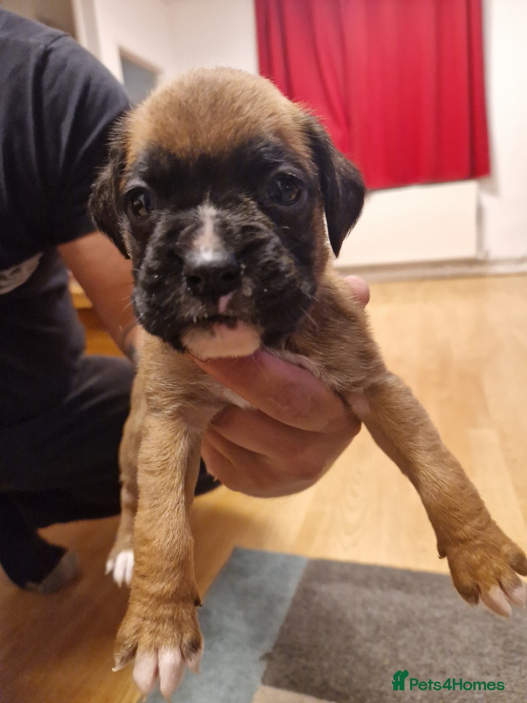 Boxer dogs for sale: Beautiful litter of KC reg bobtail boxer pups - Image 31