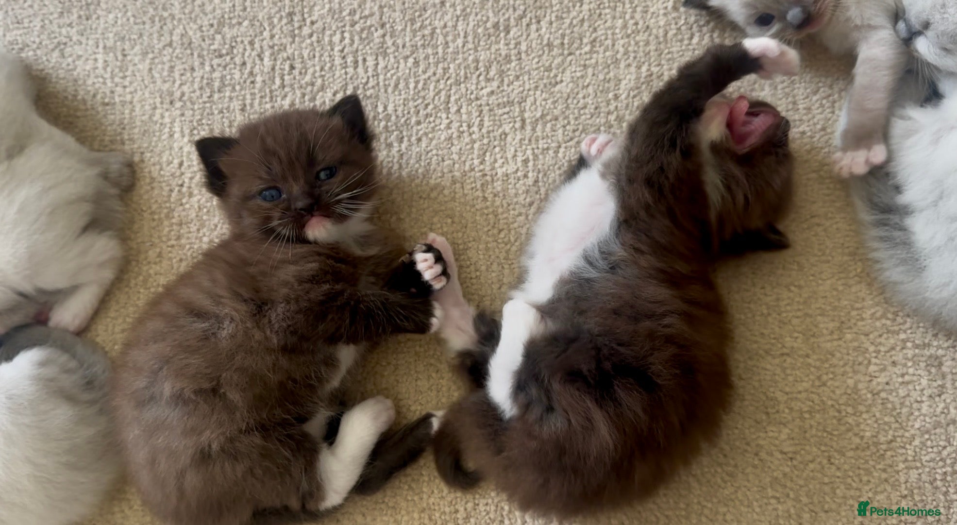 Ragdoll cats CINNAMON RAGDOLLS - GIRL AND BOY 🐻🤎🧸 - Advert 1