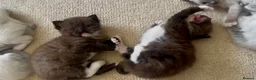 Ragdoll cats for sale: CINNAMON RAGDOLLS - GIRL AND BOY 🐻🤎🧸 - Advert 1