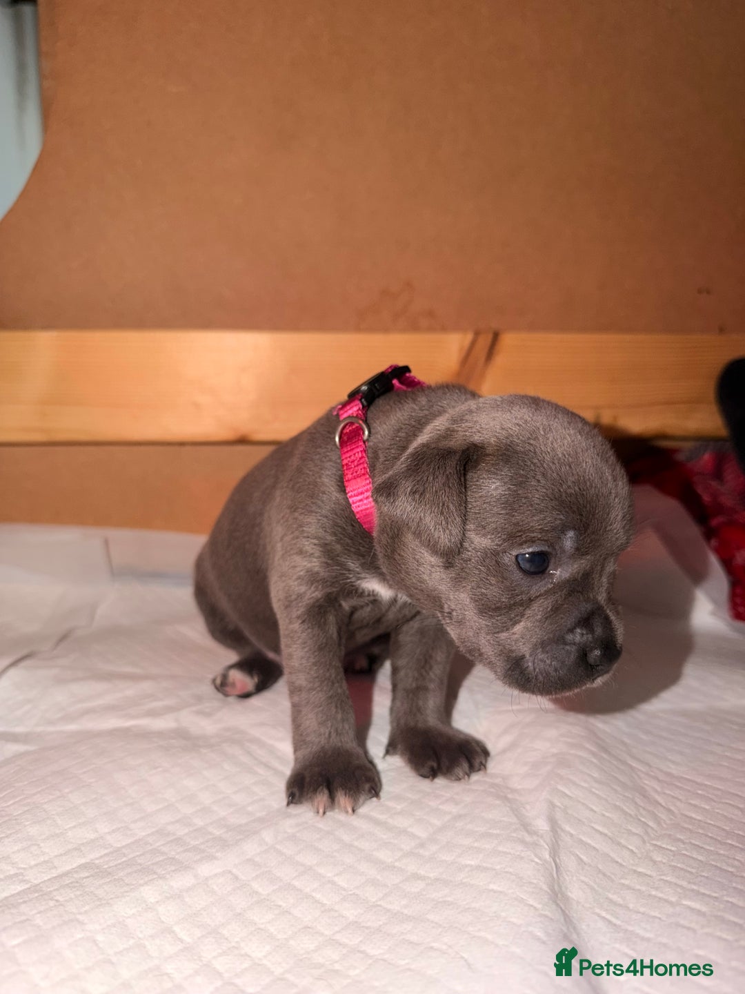 Staffordshire Bull Terrier dogs for sale: 💙Blue x Rare Fawn Staffordshire Bull Terrier Pups - Advert 24