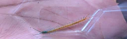 Centipedes invertebrates for sale: captive born scolopendra pedelings  in London - Advert 3
