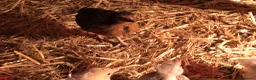 Chickens poultry for sale: Happy, healthy, sexed pullet chicks. - Advert 4