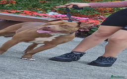 American Bull Staffy dogs for sale: Last 2 baby boys needing their forever home - Image 12