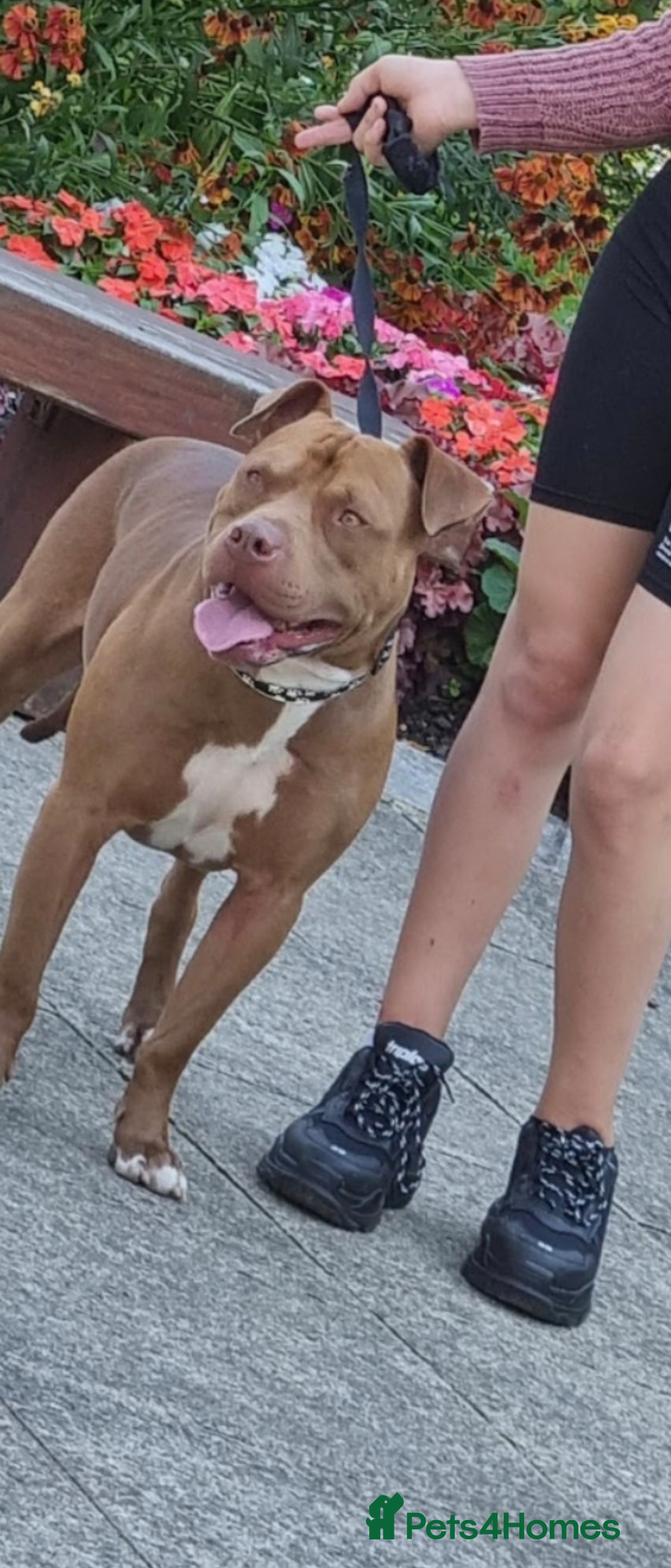 American Bull Staffy dogs for sale: Last 2 baby boys needing their forever home - Image 12