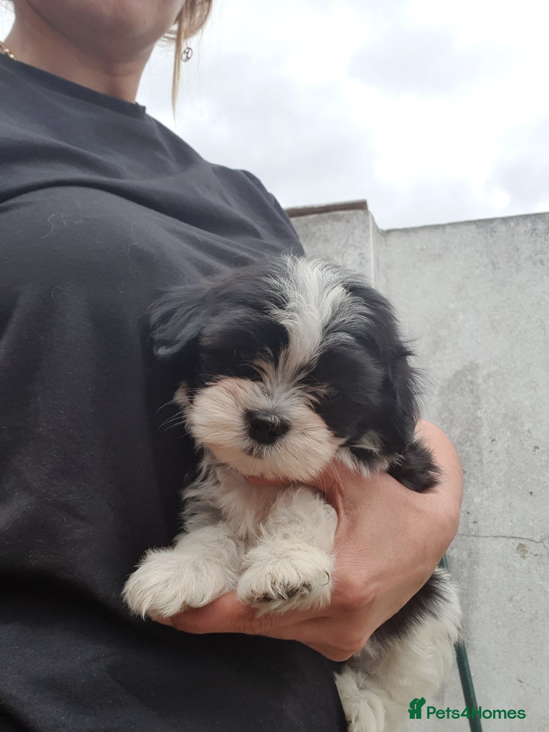 Maltese dogs for sale: Maltese - Image 14