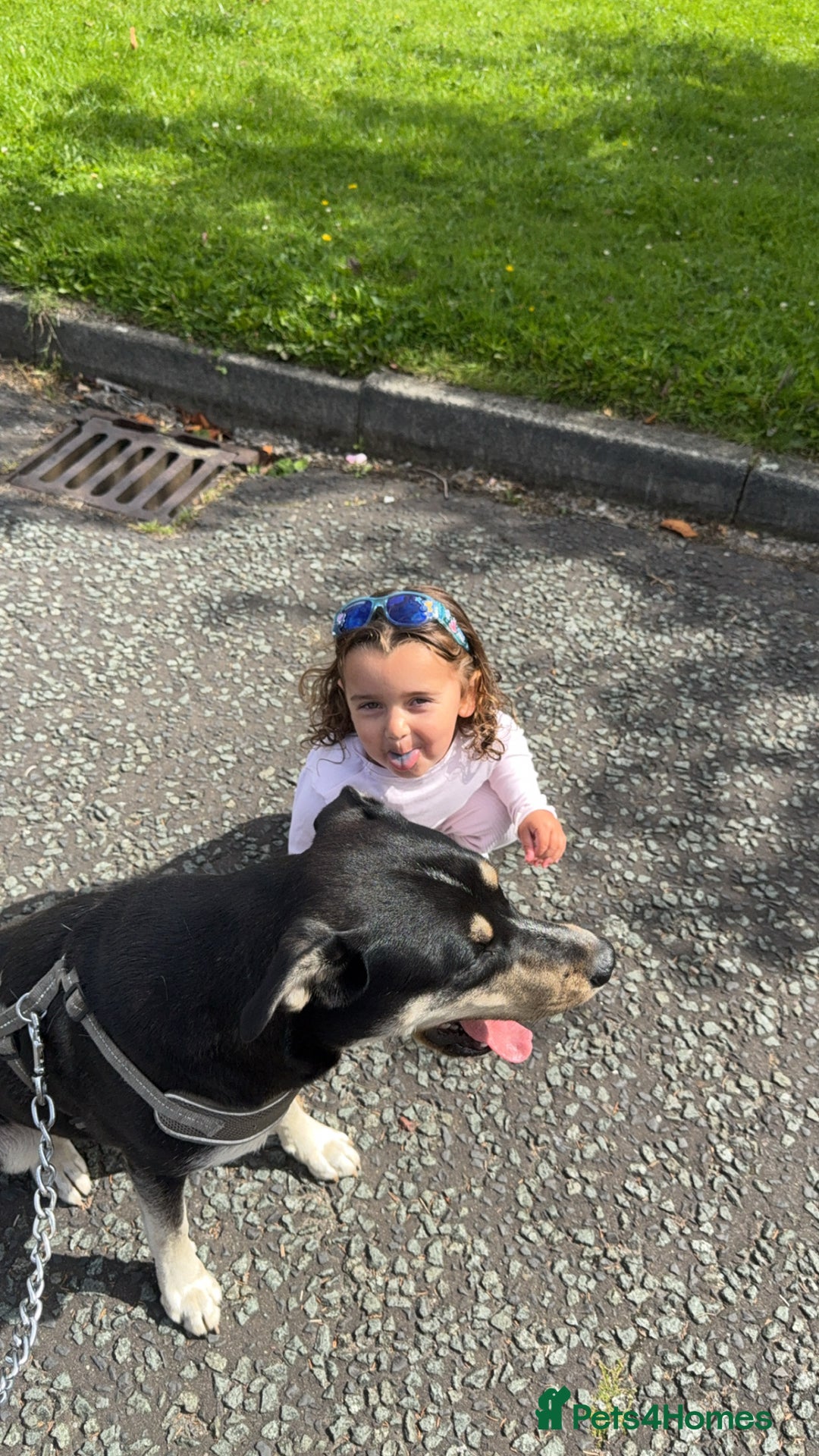 Mixed Breed dogs for sale: Gorgeous 1 year old Mixed Breed Female - Image 1