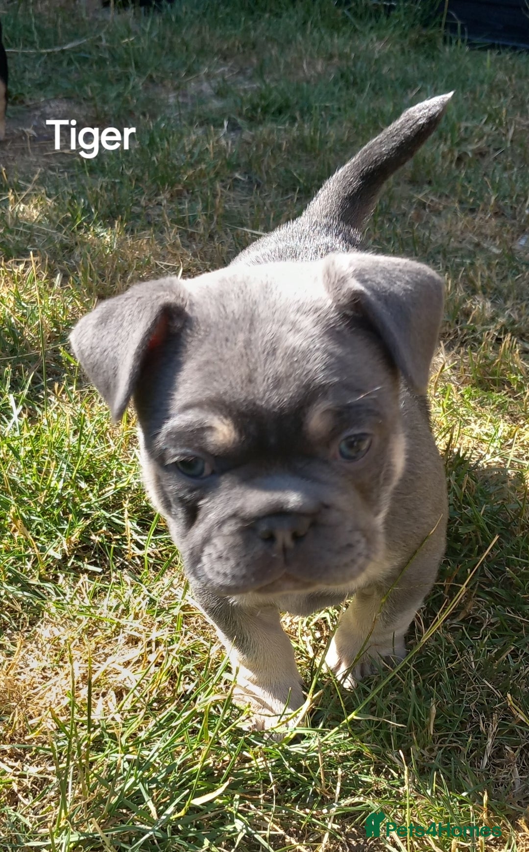 French Bulldog dogs for sale: French Bulldog pups - Image 2