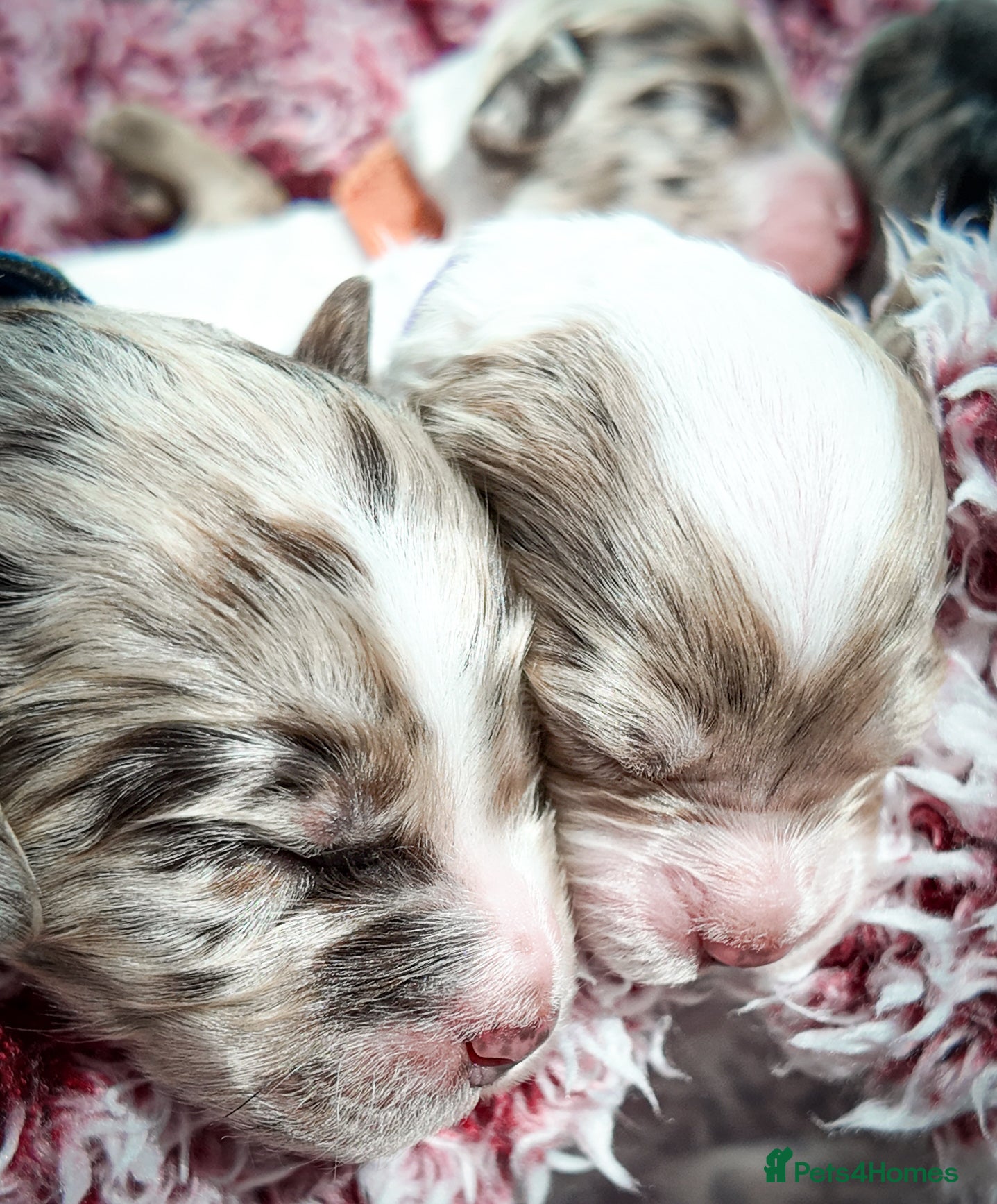 Mixed Breed dogs Australian Labradoodle. Labradoodle/Cockapoo - Advert 2