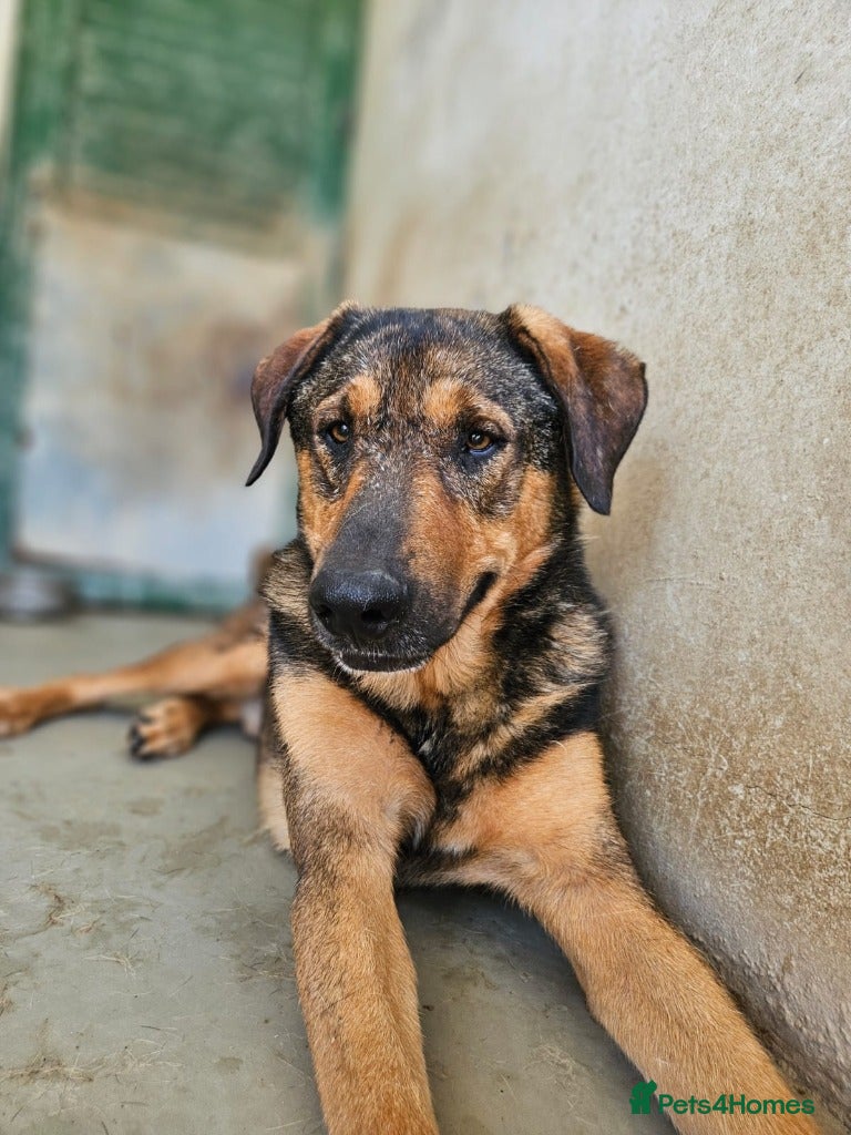 Mixed Breed dogs Russet - Advert 3