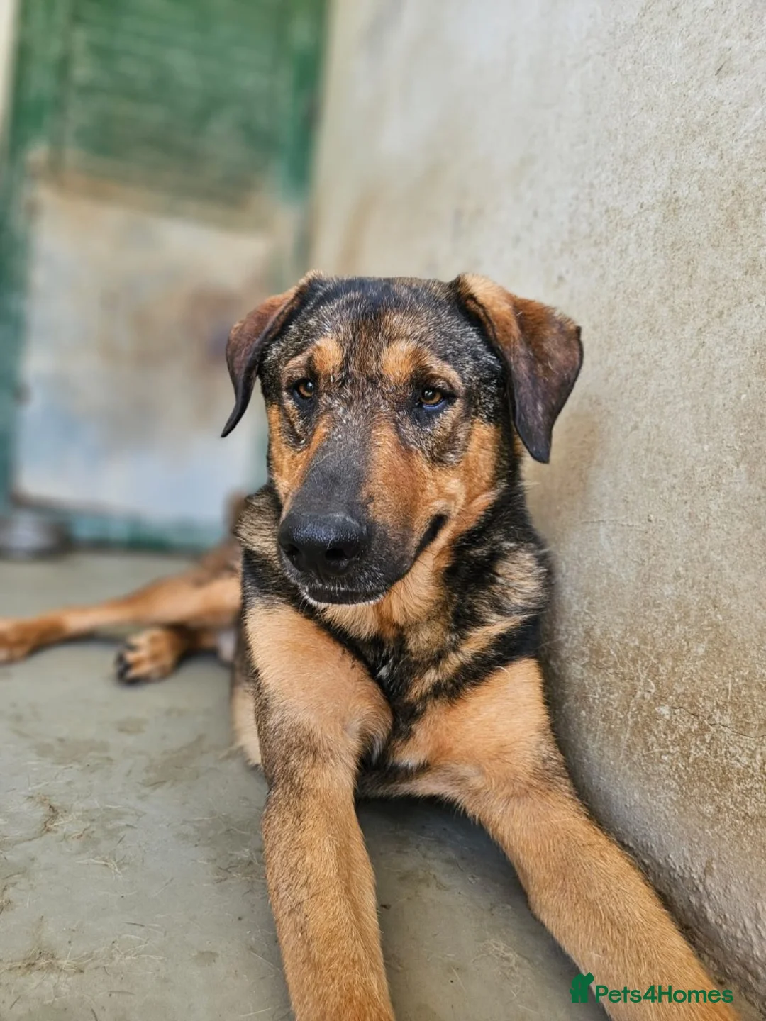 Mixed Breed dogs for adoption: Russet - Advert 2