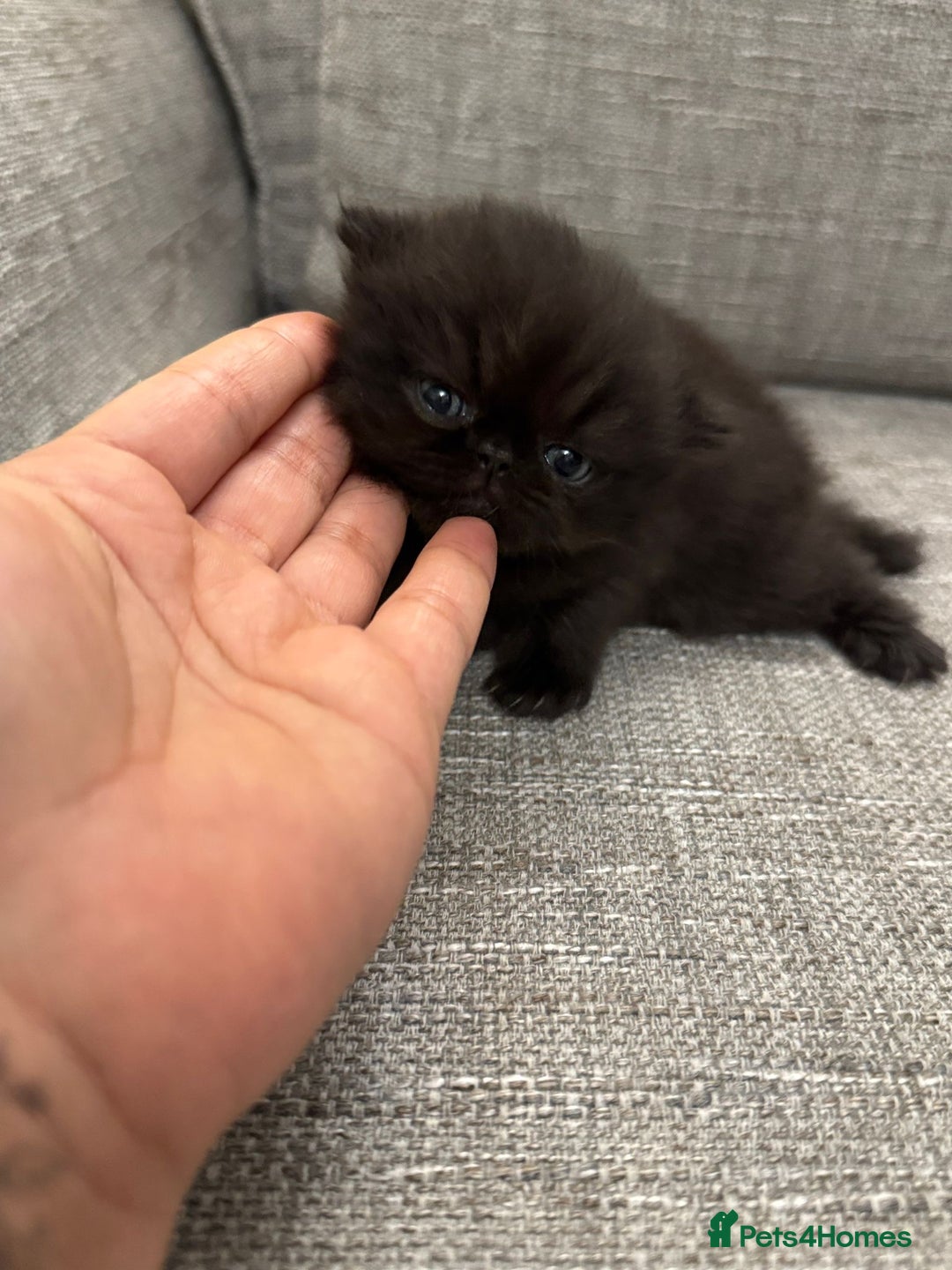 Persian cats for sale: 🌟 Stunning Pure Persian Kittens –  **   - Advert 5