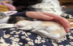 Mini Lop rabbits for sale: Indoor raised Mini lops and lion lops   - Image 5