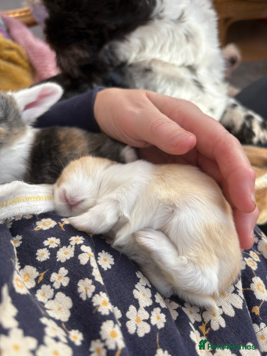 Mini Lop rabbits for sale: Indoor raised Mini lops and lion lops   - Image 5
