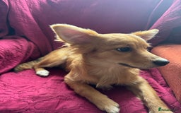 Pomchi dogs for sale: Two 6 month old dogs  - Image 3