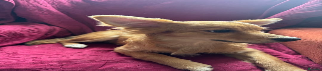 Pomchi Puppy 1