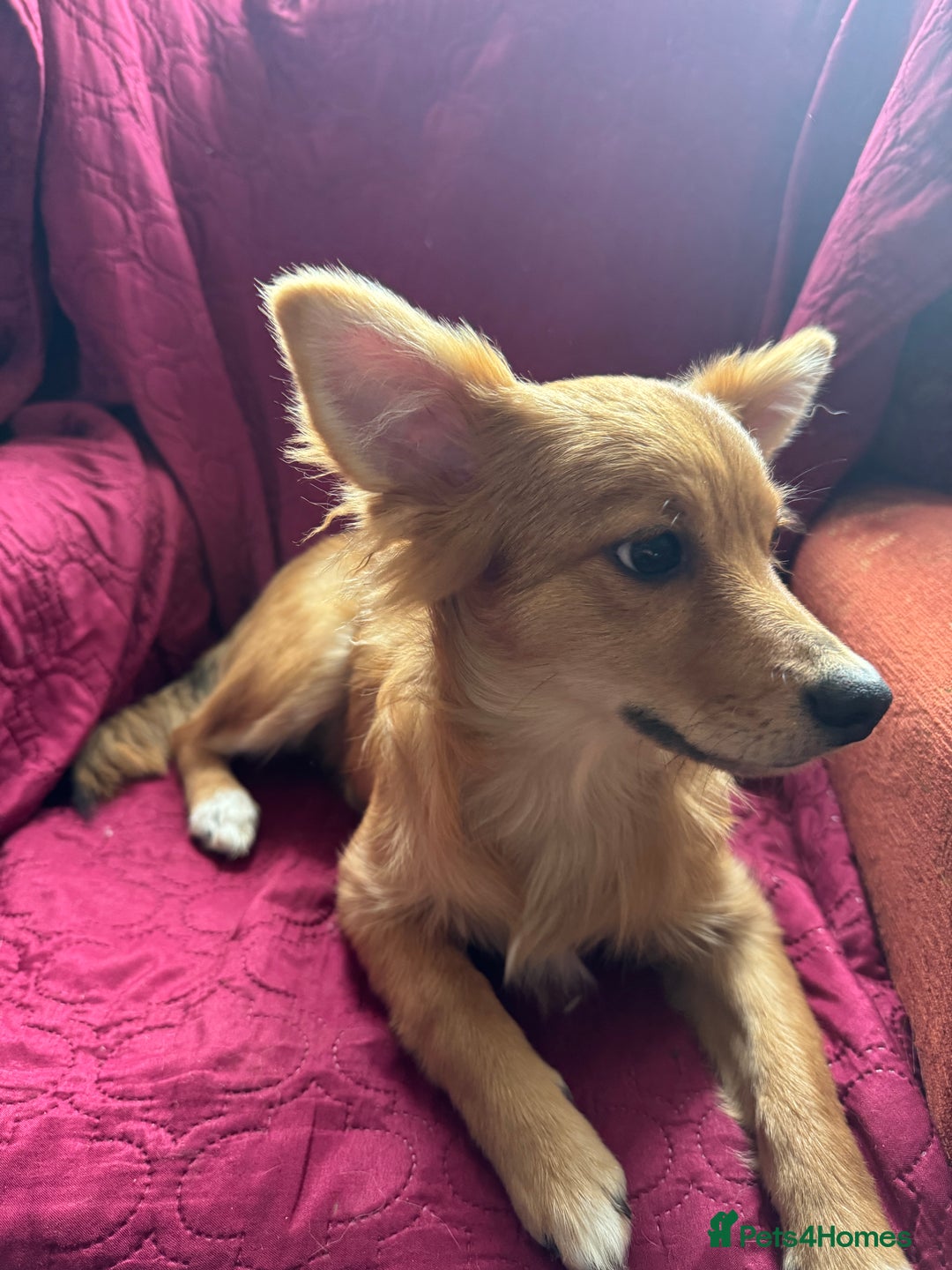 Pomchi dogs for sale: Two 6 month old dogs  - Image 3