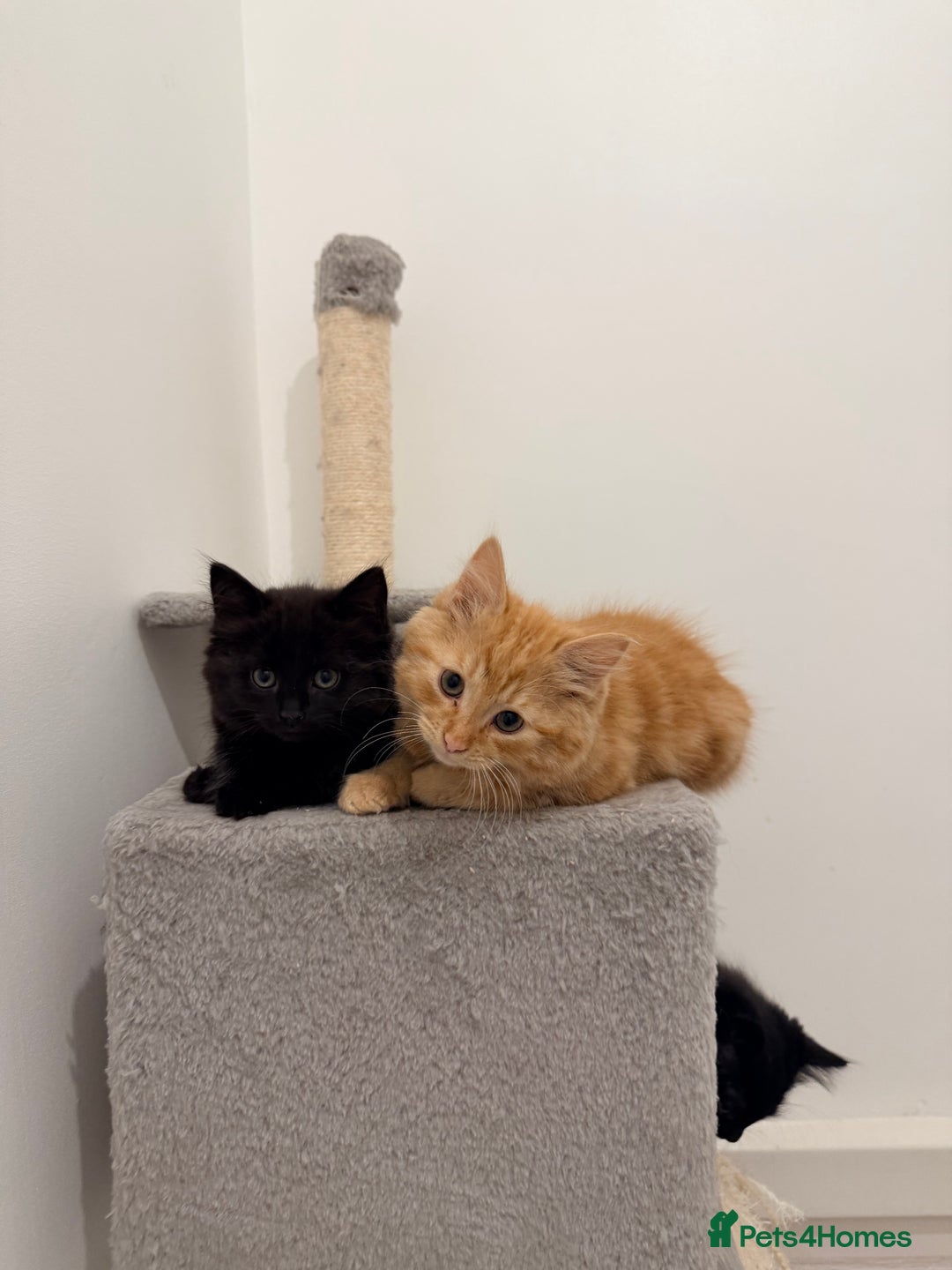 Ragdoll cats for sale: 4 Adorable Ragdoll x Persian Kittens Ready To Go‼️ - Advert 7