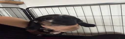 Cocker Spaniel dogs for sale: Cocker spaniel puppies  - Advert 15