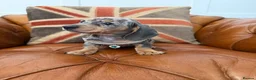 Miniature Dachshund dogs for sale: Elite Miniature Dachshund Litter in Torquay - Advert 2