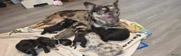 French Bulldog dogs for sale: Fluffy frenchie puppies - Advert 1