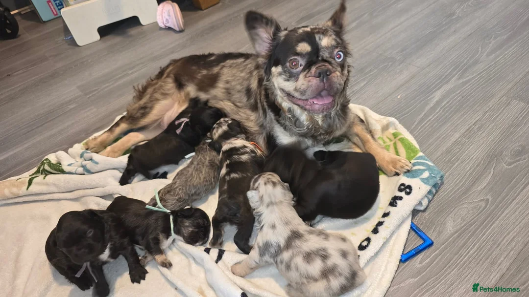 French Bulldog dogs for sale: Fluffy frenchie puppies - Advert 1