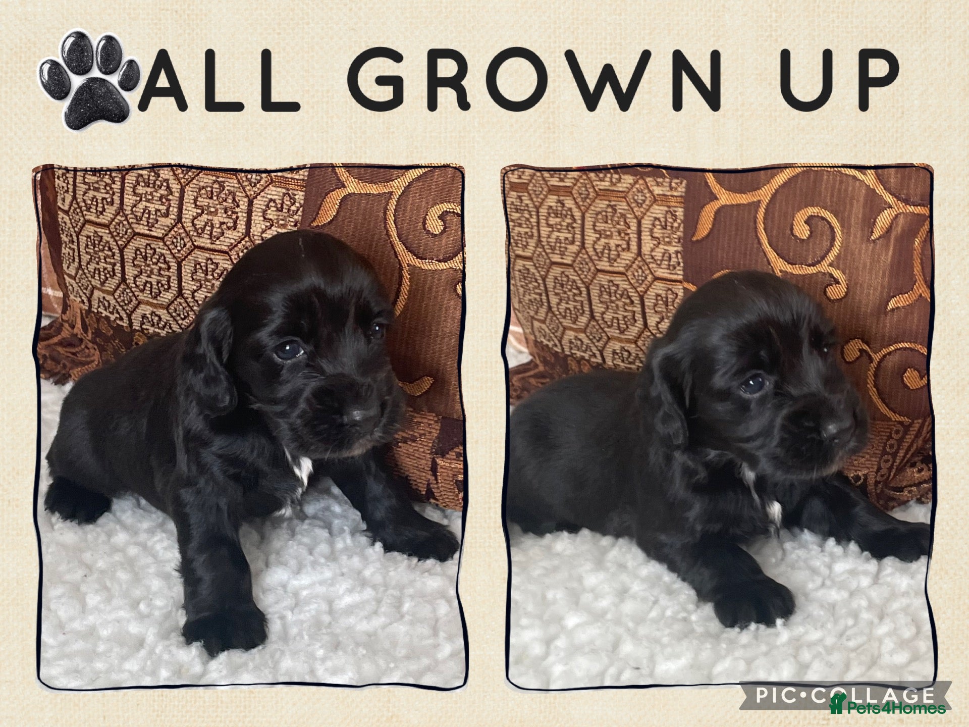Cocker Spaniel dogs Only 1 Beautiful cocker spaniel puppies left 🐾 - Advert 1